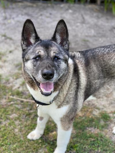Enlarge Rani, a Adoptable Akita in Jacksonville, FL image 2/10