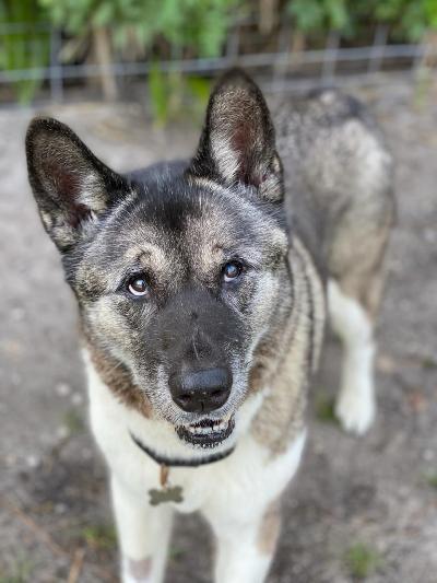 Enlarge Rani, a Adoptable Akita in Jacksonville, FL image 3/10
