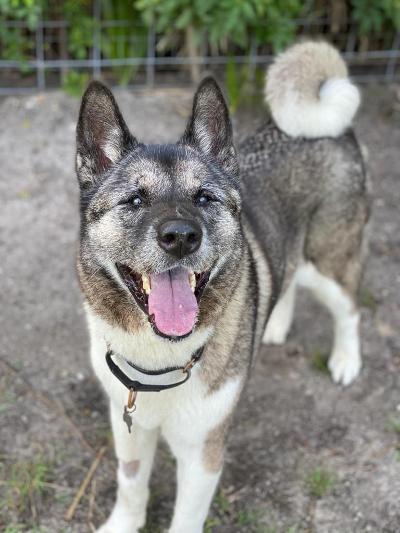Enlarge Rani, a Adoptable Akita in Jacksonville, FL image 4/10