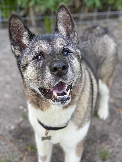 Enlarge Rani, a Adoptable Akita in Jacksonville, FL image 5/10