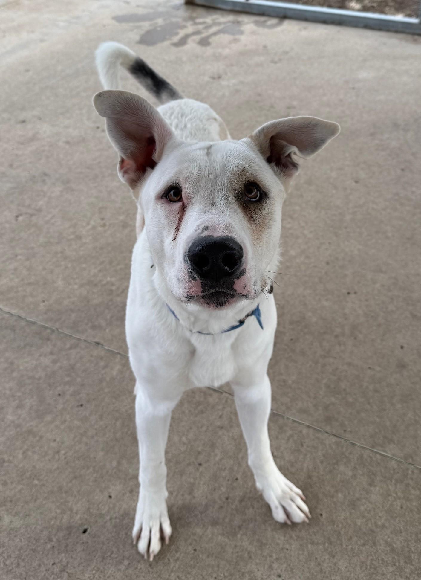 Enlarge Rudy, a Adoptable mixed breed in Fairfield, IA image 2/2