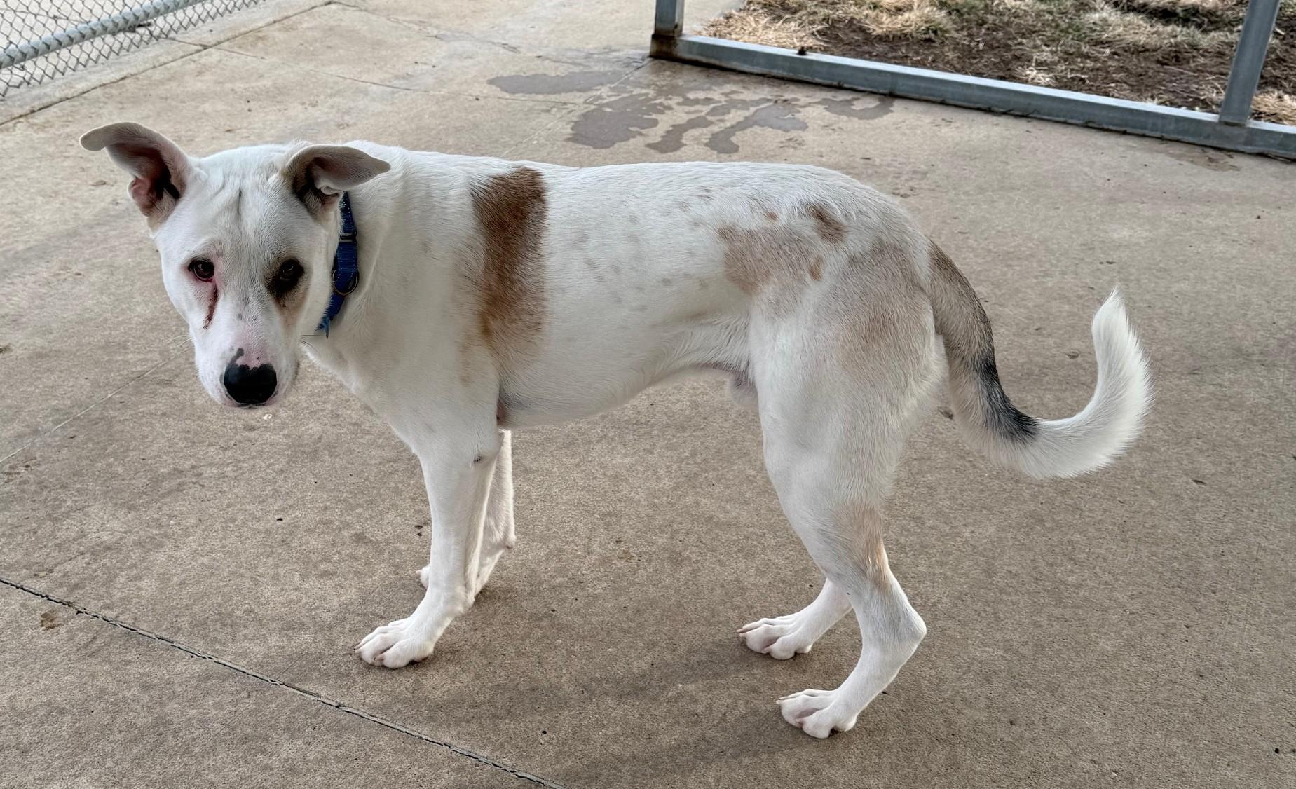 Rudy, Adoptable, Adult Male Mixed Breed.