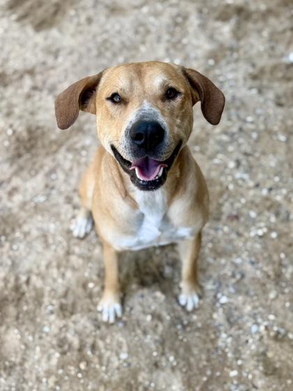 Theo, Adoptable, Young Male Labrador Retriever & Mixed Breed.