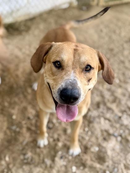 Theo, a Adoptable mixed breed in Picayune, MS image 2/3