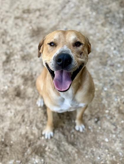 Theo, a Adoptable mixed breed in Picayune, MS image 3/3