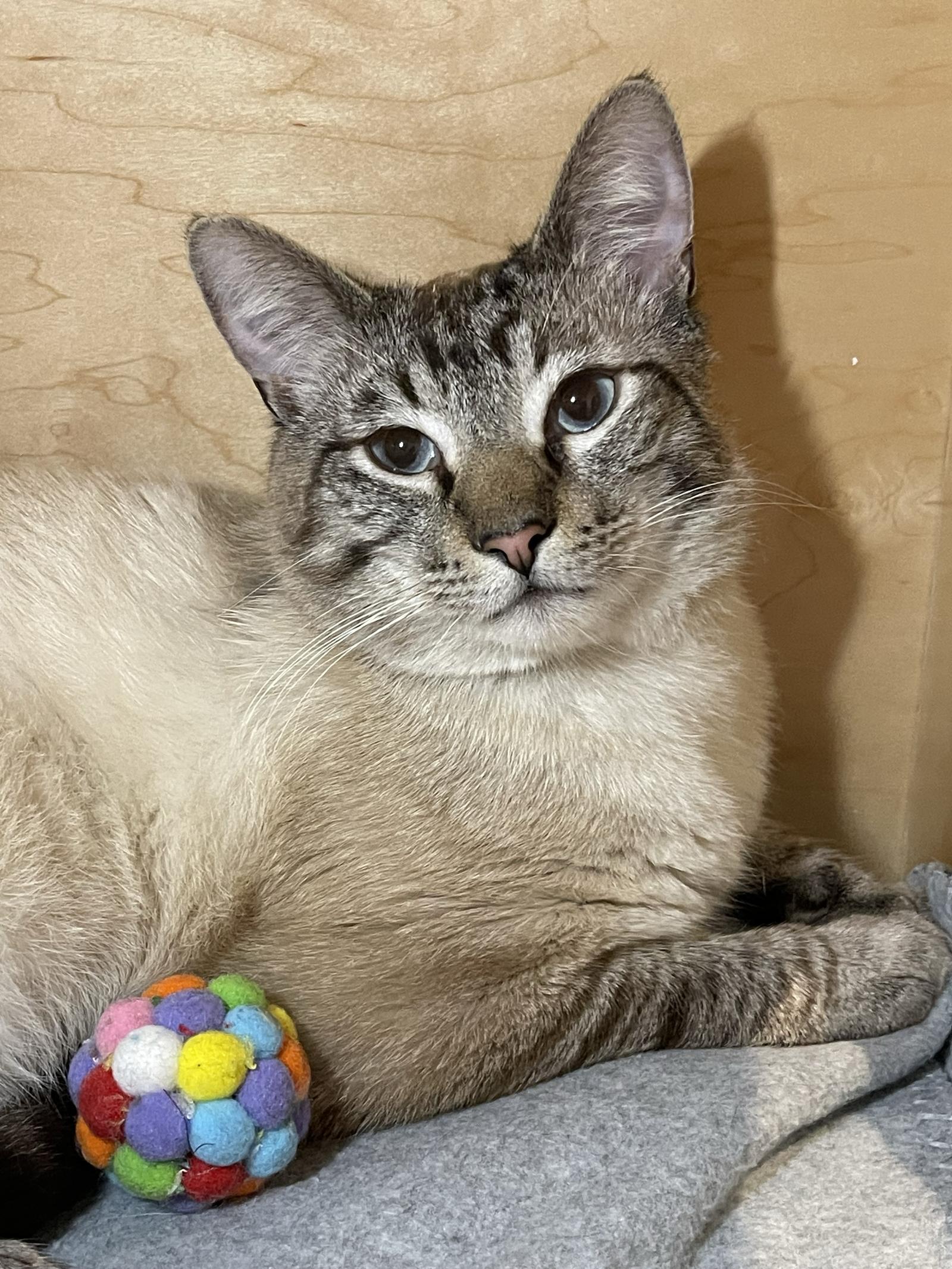 Enlarge Sugar Ray (bonded with Blossom), a Adopted mixed breed in Oakland, CA image 1/1