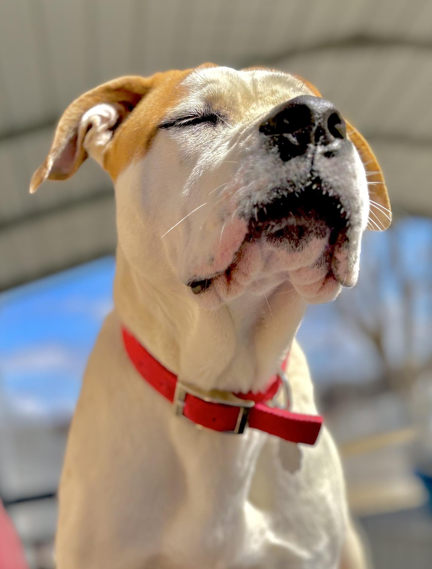 Enlarge Steph, a Adoptable mixed breed in Oxford, MI image 2/6