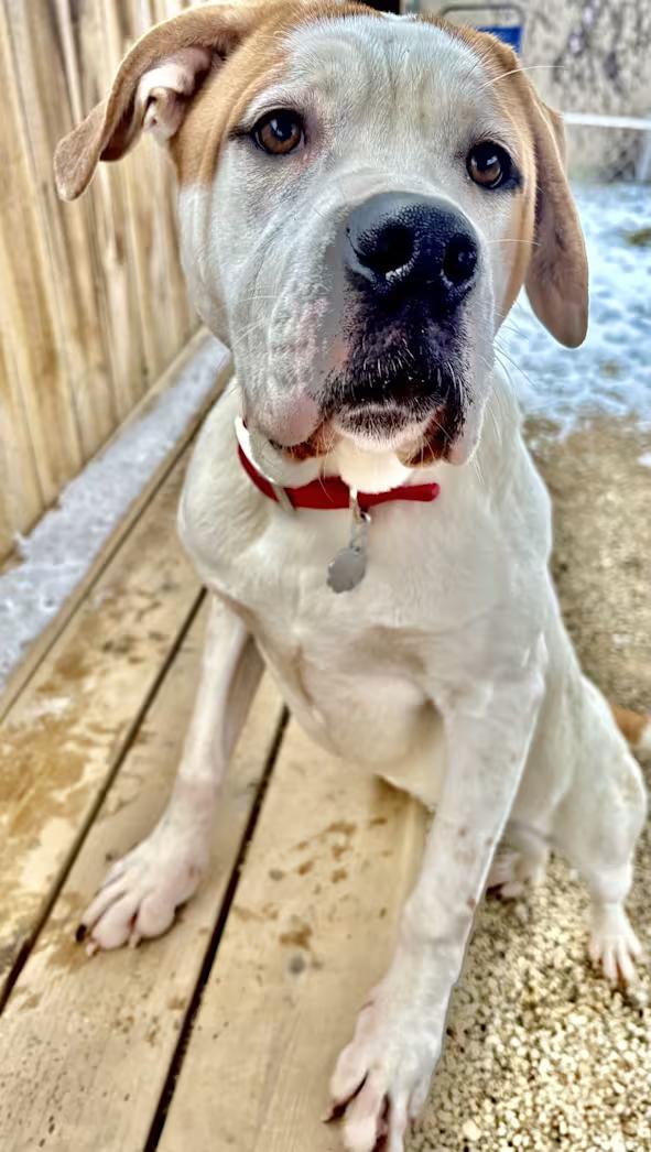 Enlarge Steph, a Adoptable mixed breed in Oxford, MI image 3/6