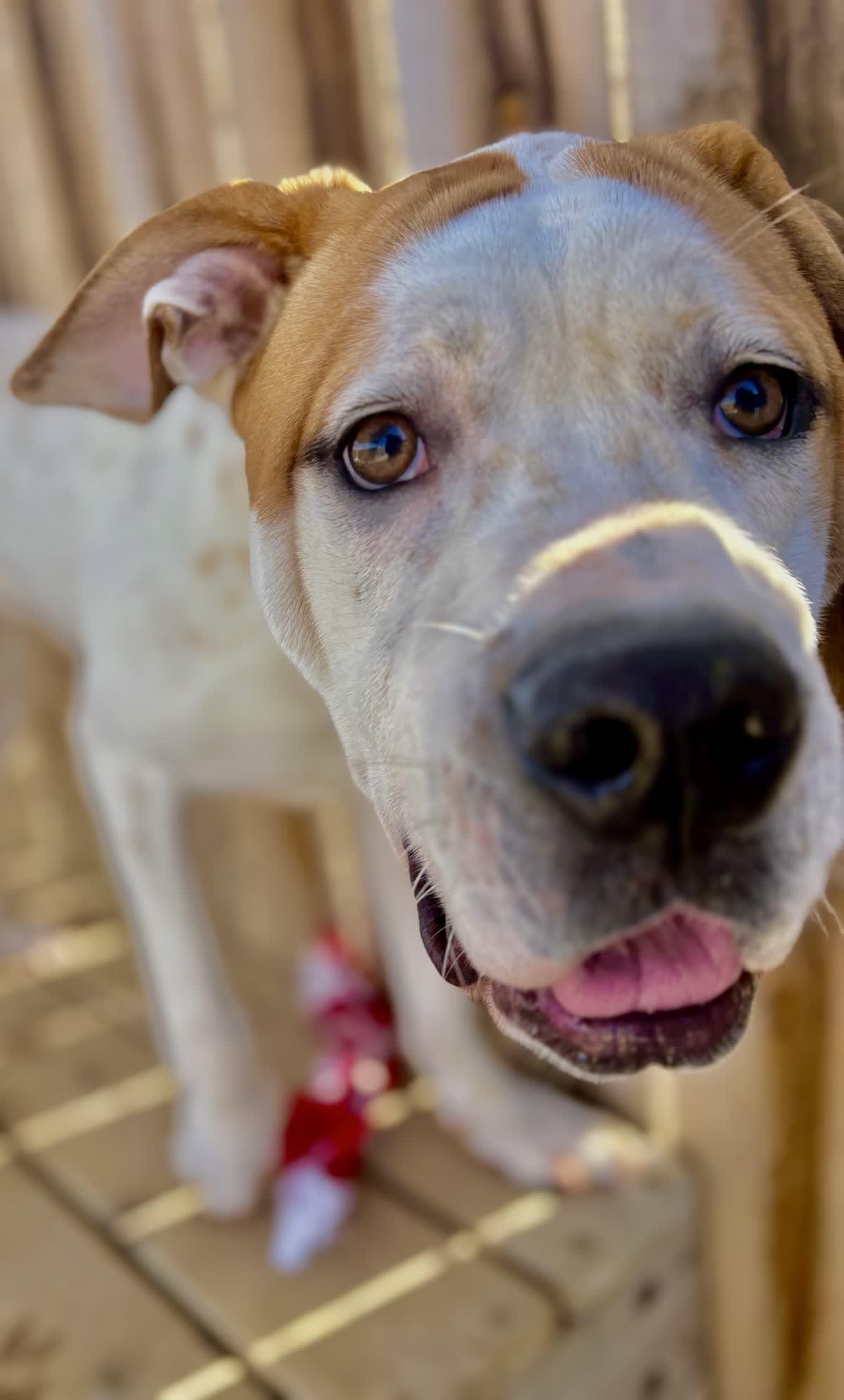 Enlarge Steph, a Adoptable mixed breed in Oxford, MI image 4/6