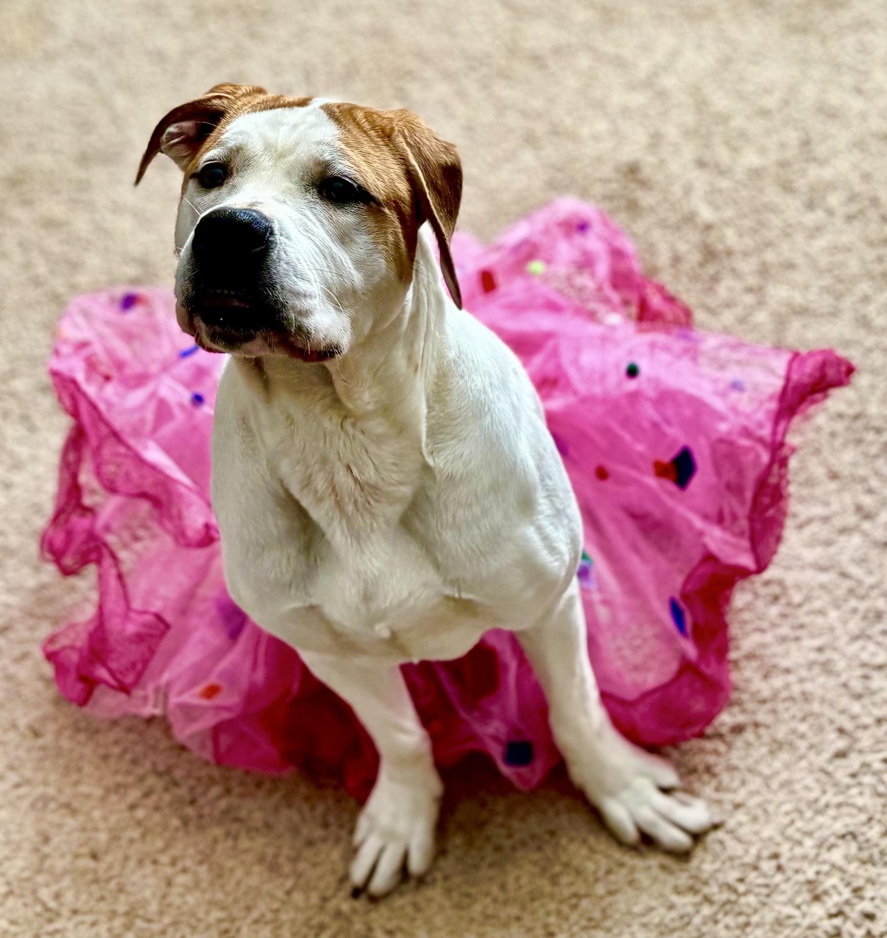 Steph, Adoptable, Young Female American Bulldog & Mixed Breed.