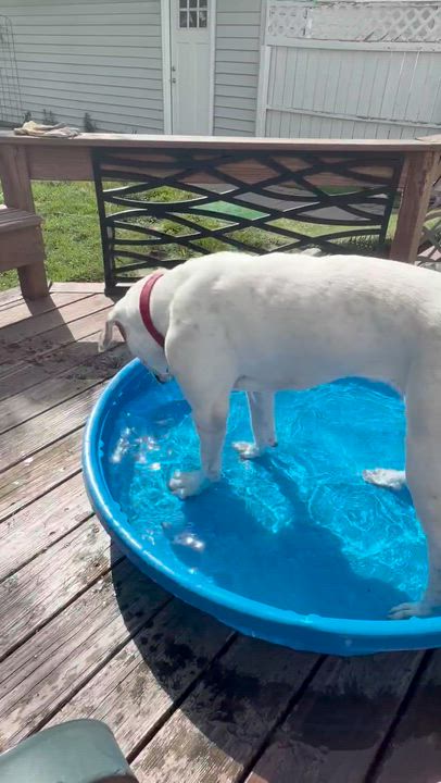 Enlarge Steph, a Adoptable mixed breed in Oxford, MI video 6/6