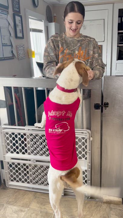 Enlarge Steph, a Adoptable mixed breed in Oxford, MI video 6/6