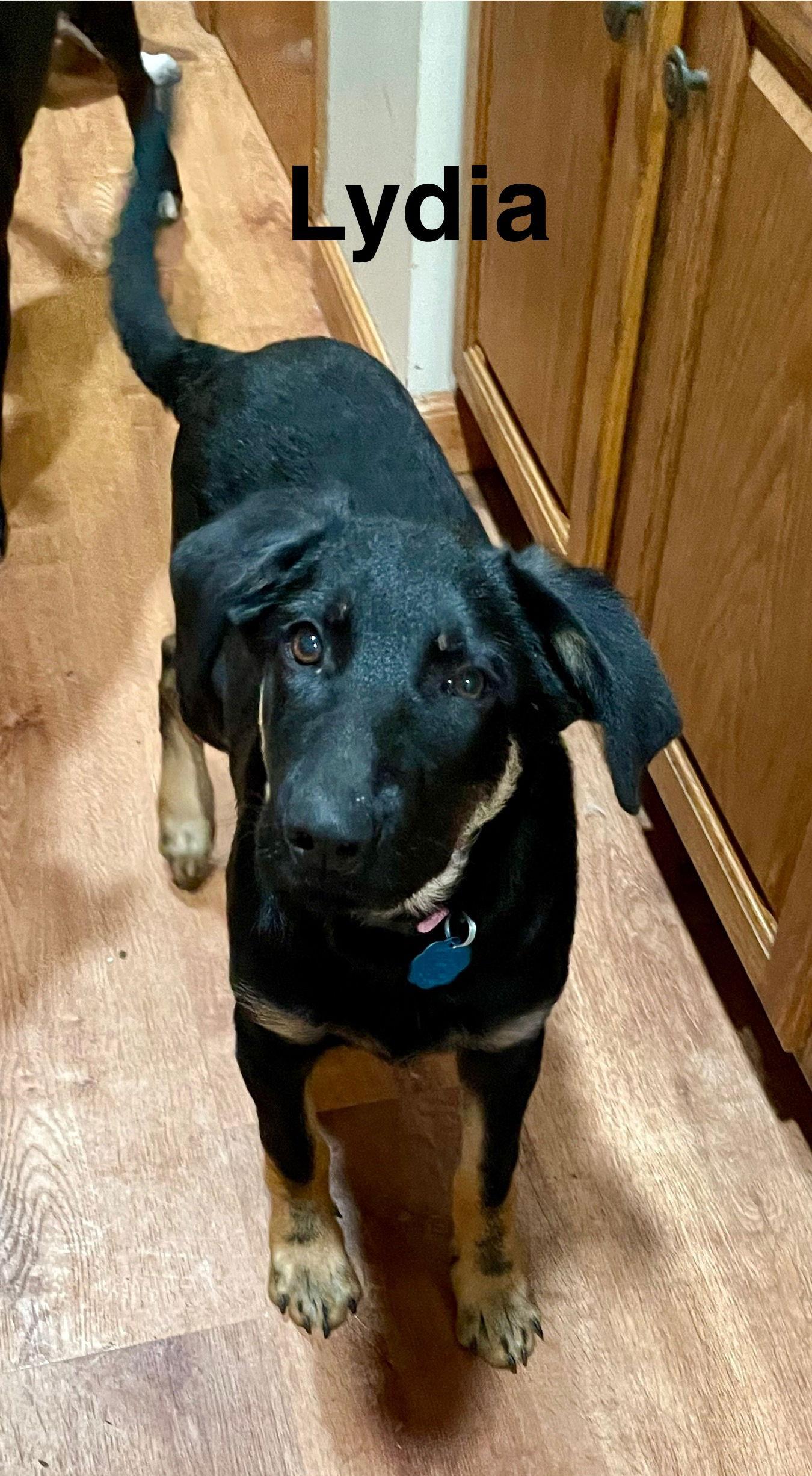 Lydia, Adoptable, Young Female German Shepherd Dog.