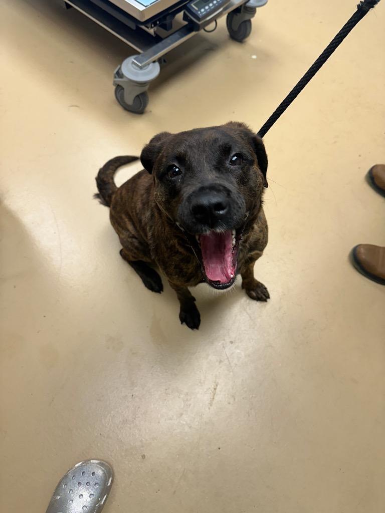 Enlarge Sarah, a Adoptable mixed breed in Waverly, NY image 1/2
