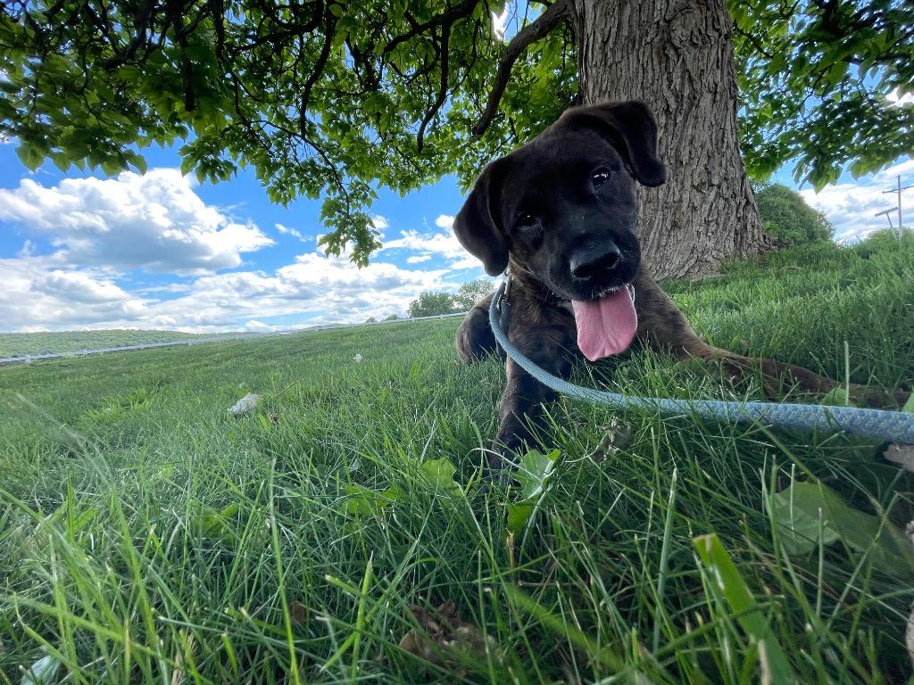 Enlarge Sarah, a Adoptable mixed breed in Waverly, NY image 2/2