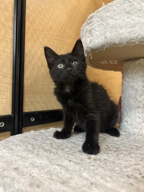 Stapler, Adoptable, Kitten Male Domestic Short Hair.
