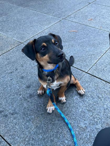 Kit Kat — thumbnail 2