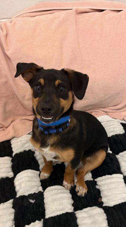 Kit Kat — thumbnail 3