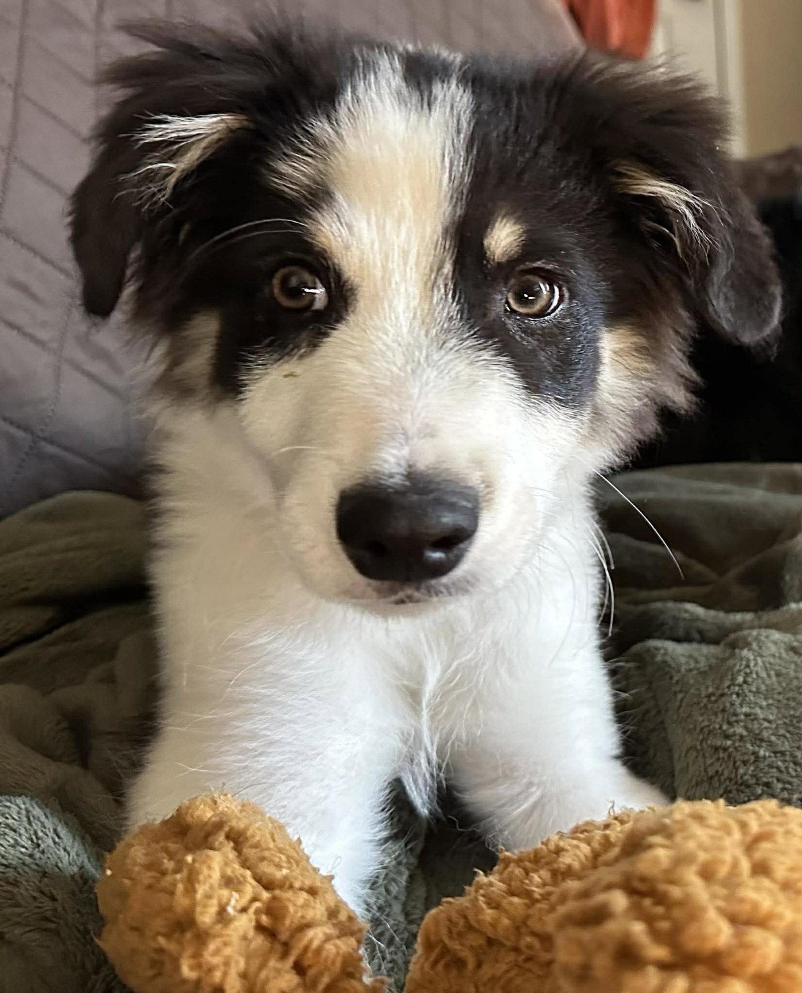 Ranger, Adoptable, Puppy Male Border Collie.