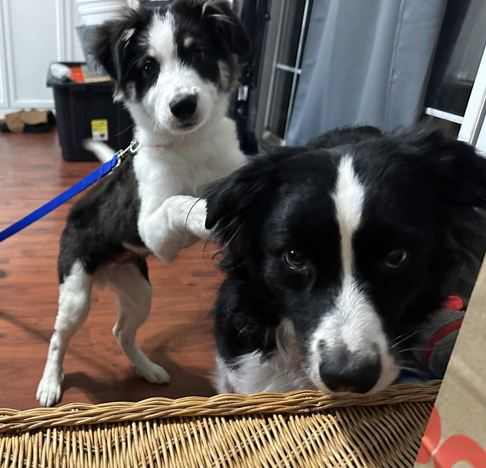 Ranger, a Adoptable Border Collie in Columbia, MO image 2/3