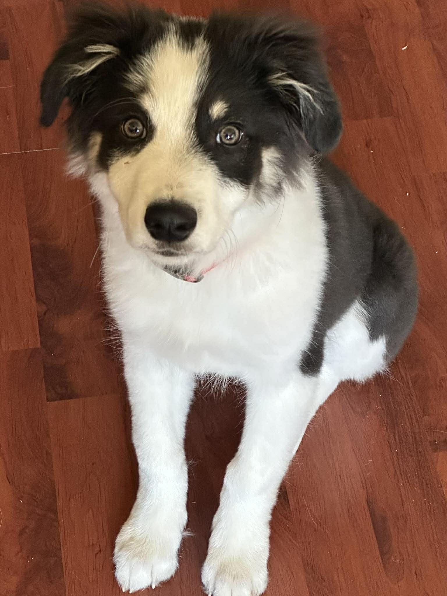 Ranger, a Adoptable Border Collie in Columbia, MO image 3/3