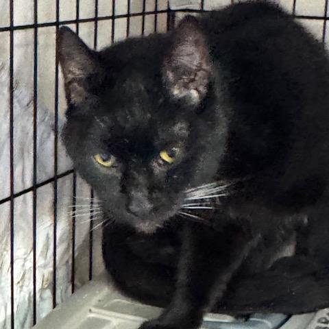 Enlarge SAF Midnight, a Adoptable Domestic Short Hair in Abingdon, MD image 1/1