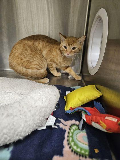 Benedict, Adoptable, Adult Male Domestic Short Hair & Domestic Short Hair.