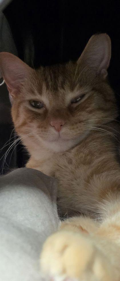 Enlarge Benedict, a Adoptable mixed breed in Shawano, WI image 2/3
