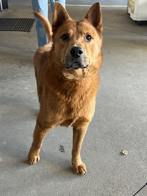 Enlarge RYE, a Adoptable mixed breed in Rancho Cucamonga, CA image 1/1