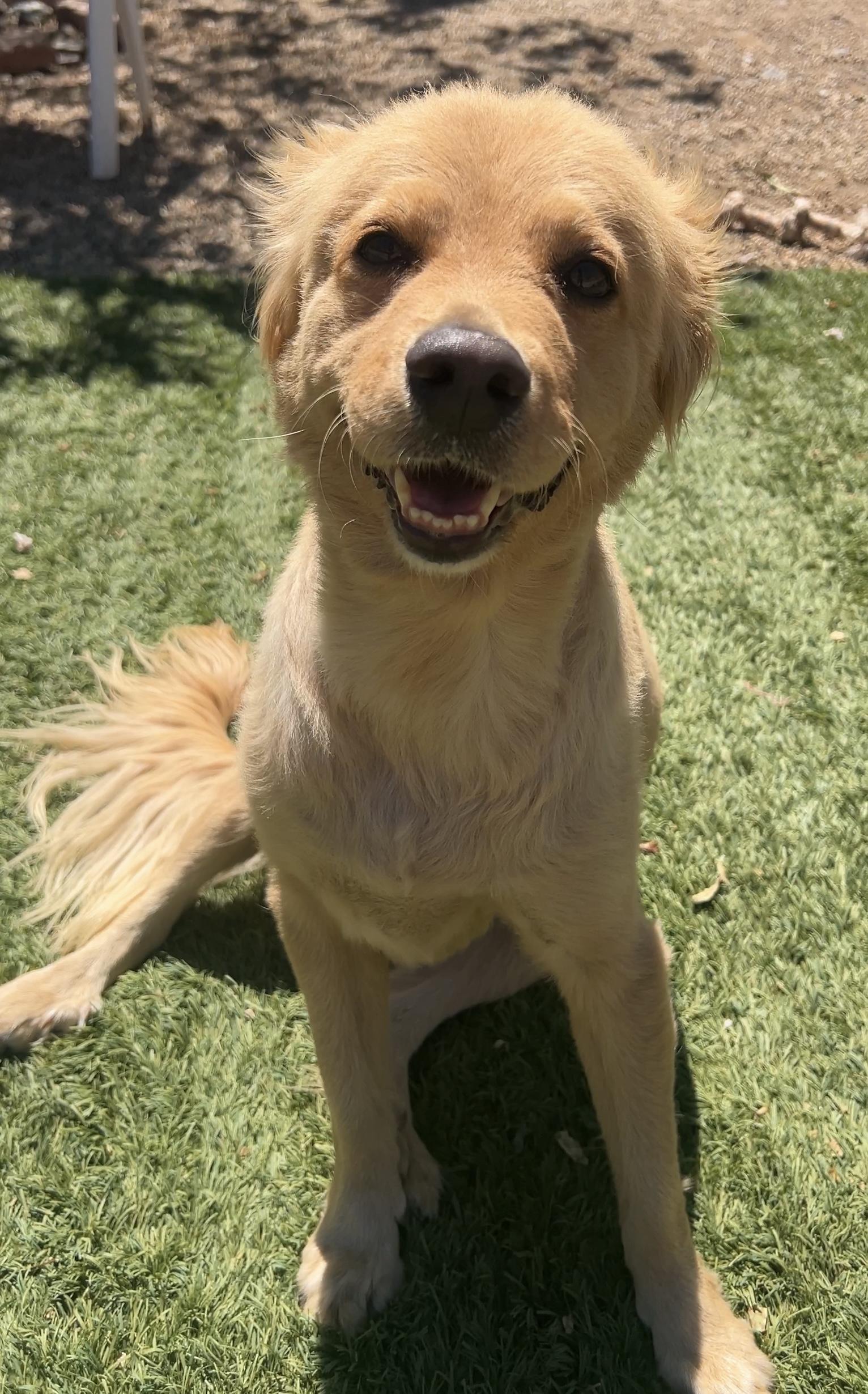 Enlarge Fluffy, a Adopted mixed breed in Agua Dulce, CA image 1/5