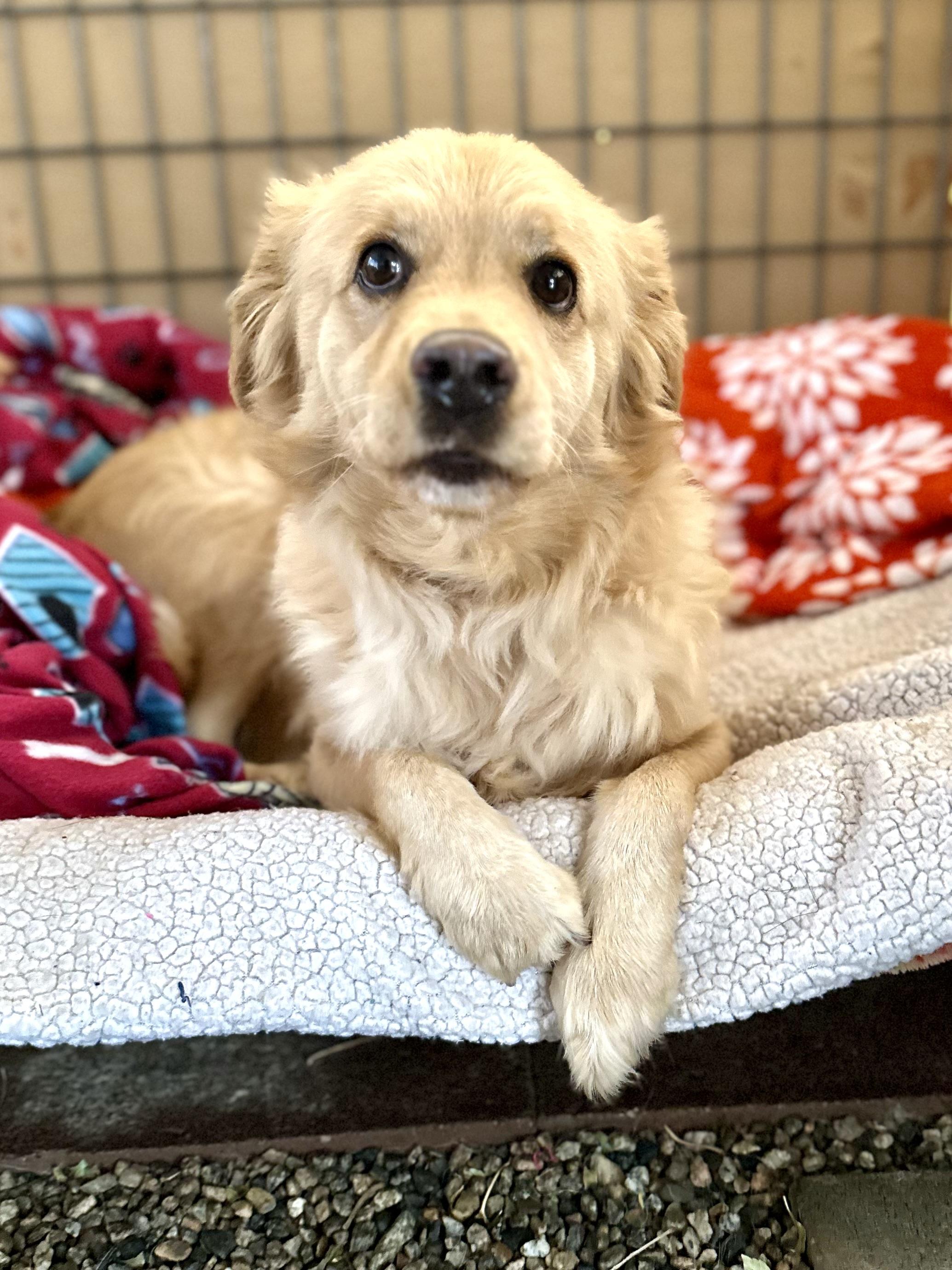 Enlarge Fluffy, a Adopted mixed breed in Agua Dulce, CA image 2/5