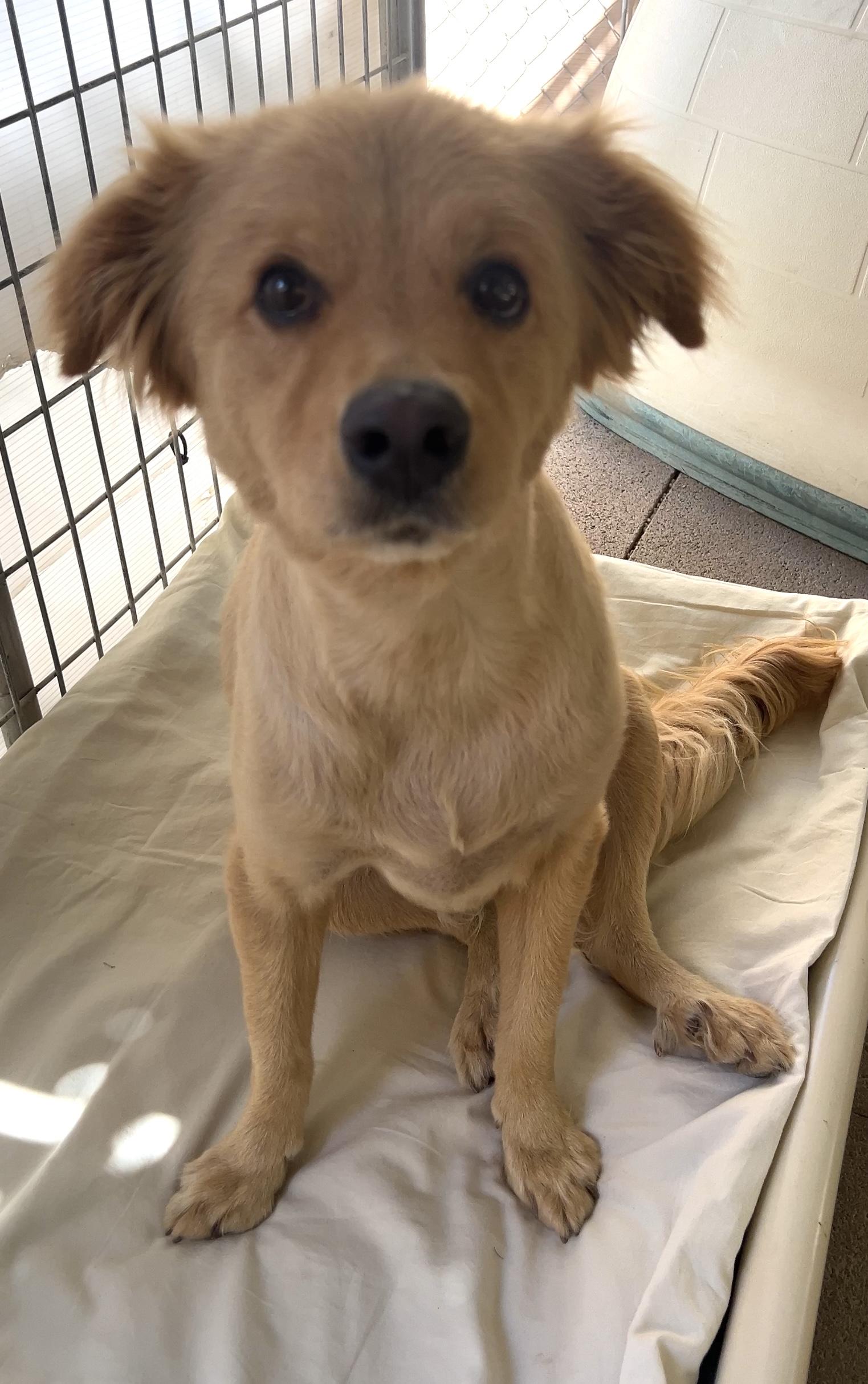 Enlarge Fluffy, a Adopted mixed breed in Agua Dulce, CA image 3/5