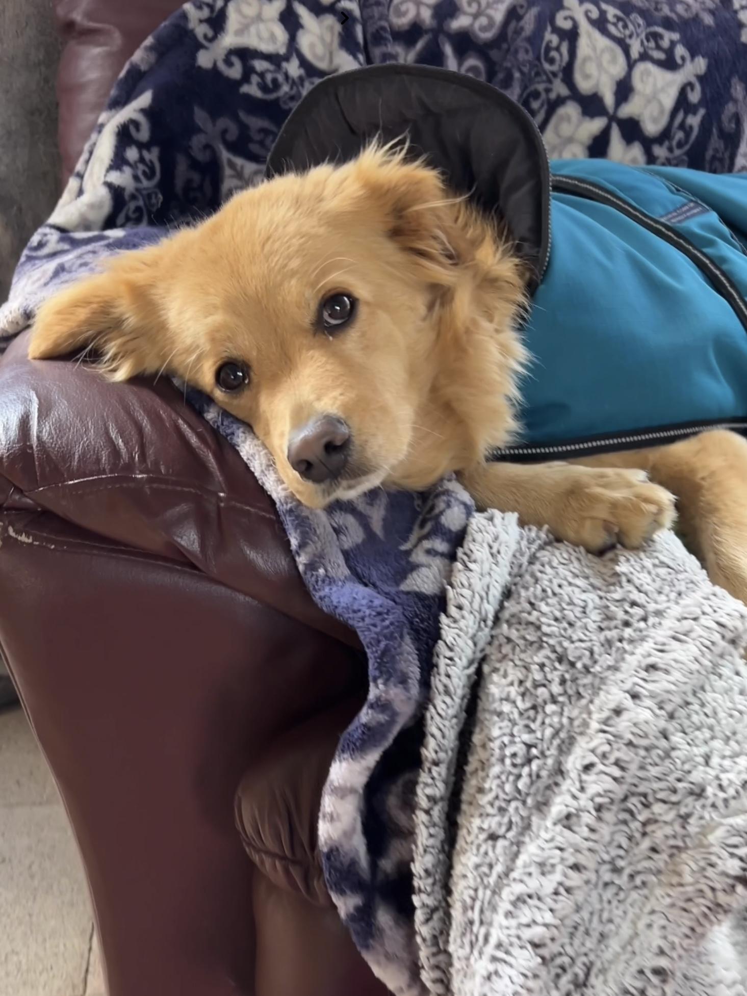 Enlarge Fluffy, a Adopted mixed breed in Agua Dulce, CA image 4/5