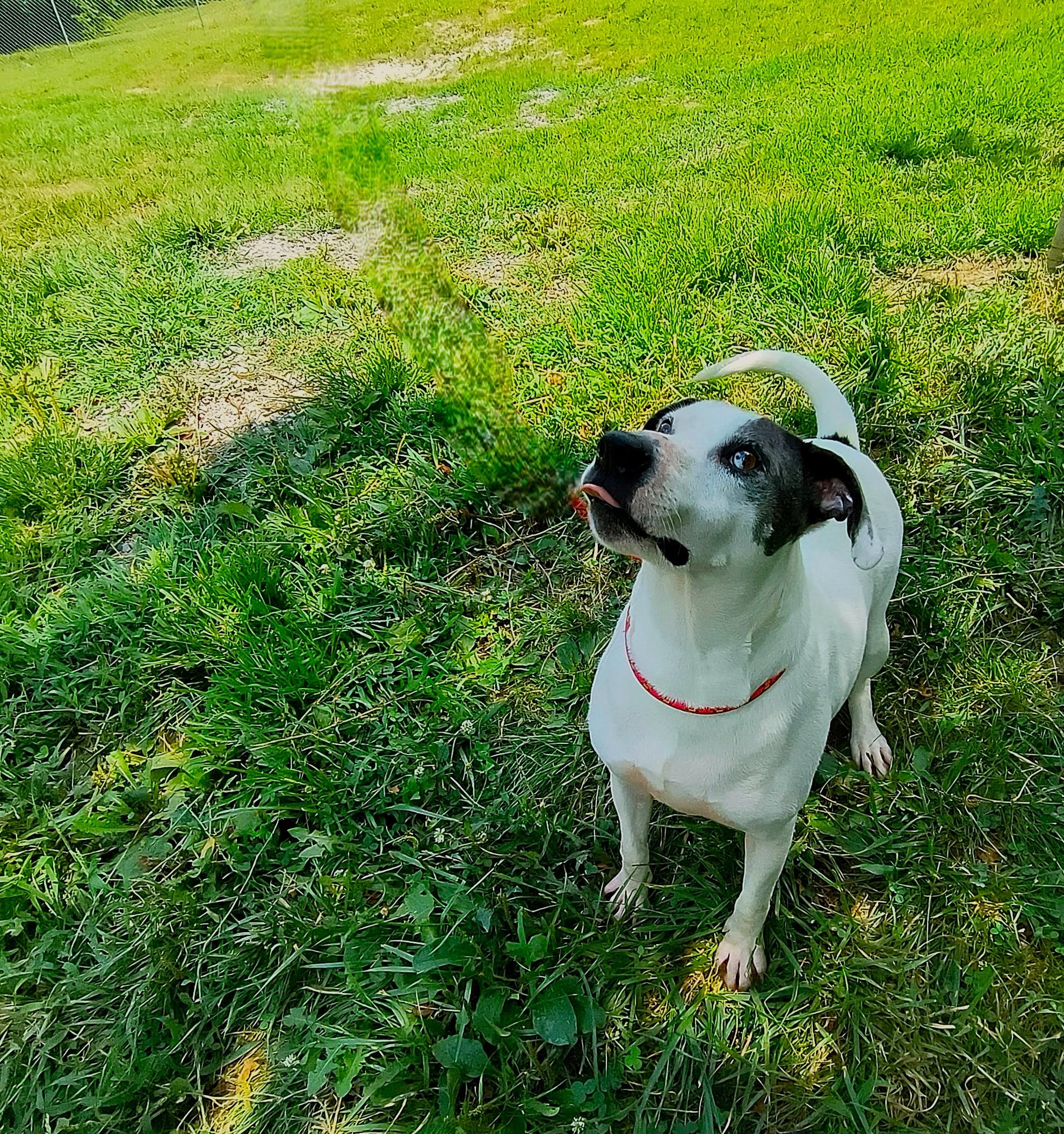 Alfred, Adoptable, Adult Male Hound.
