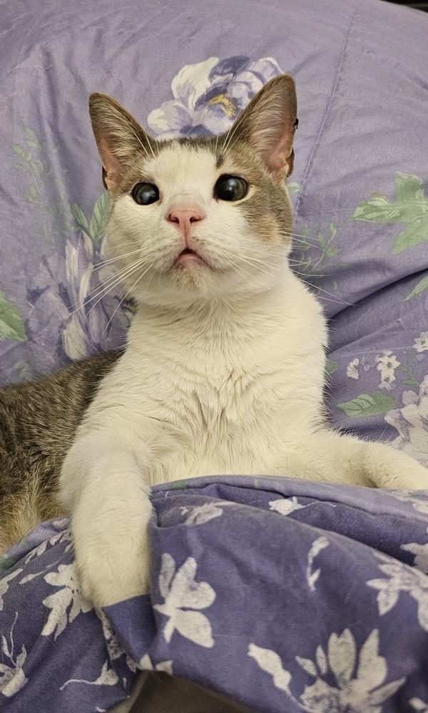 Enlarge Chase, a Adoptable Domestic Short Hair in Youngsville, NC image 1/6