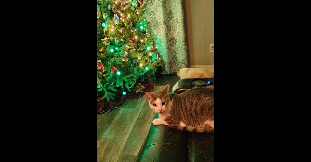 Chase, Adoptable, Young Male Domestic Short Hair.