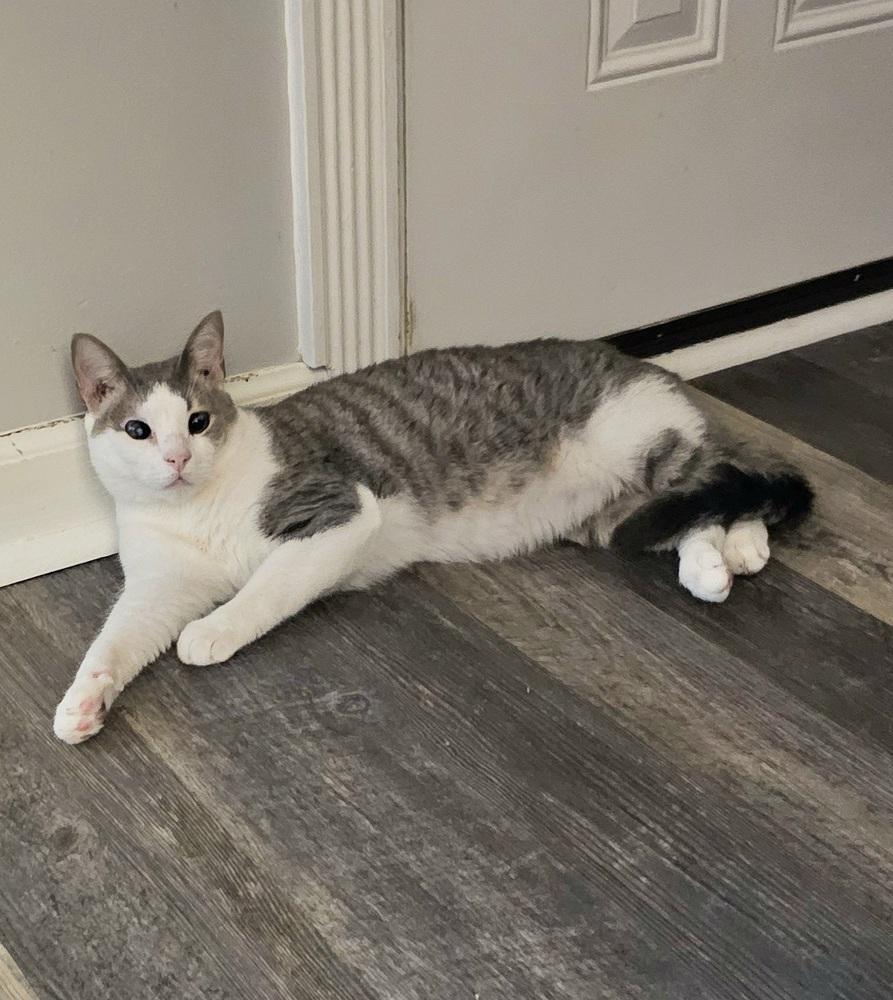 Enlarge Chase, a Adoptable Domestic Short Hair in Youngsville, NC image 2/6