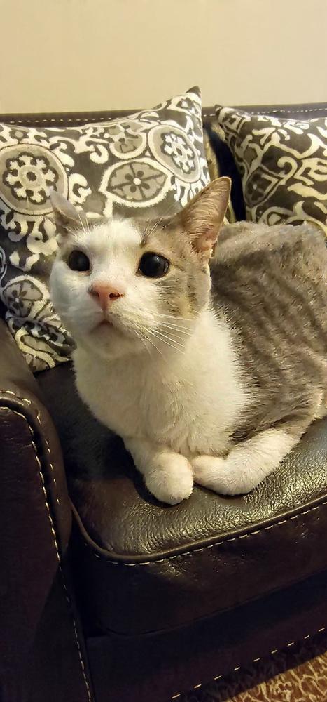 Enlarge Chase, a Adoptable Domestic Short Hair in Youngsville, NC image 4/6