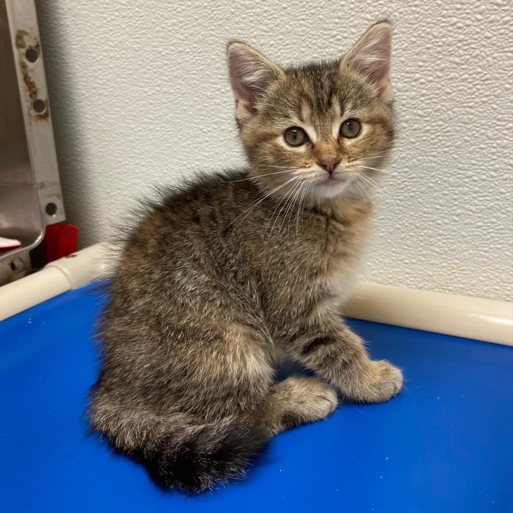 Roane, Adoptable, Young Female Domestic Short Hair.