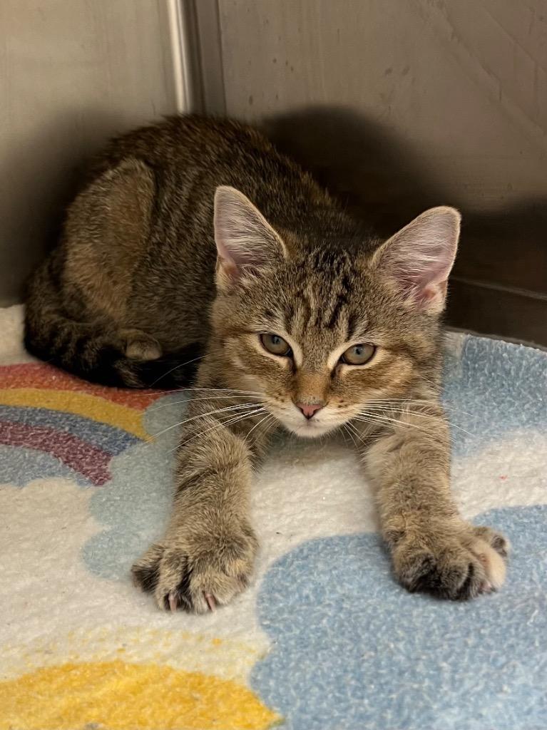 Roane, Adoptable, Young Female Domestic Short Hair.