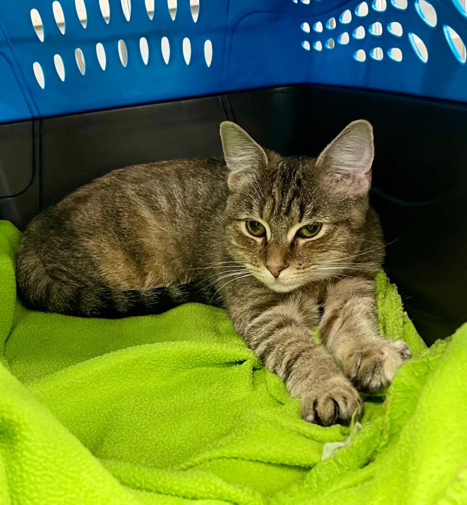 Enlarge Roane, a Adoptable mixed breed in Clinton, SC image 2/6