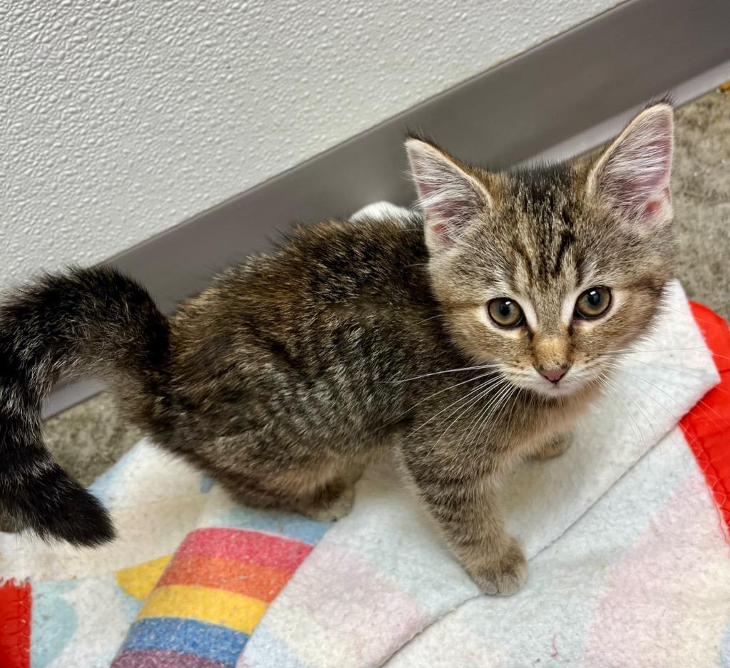 Enlarge Roane, a Adoptable mixed breed in Clinton, SC image 3/6