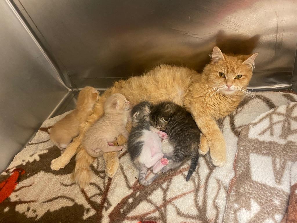 Enlarge Roane, a Adoptable mixed breed in Clinton, SC image 6/6