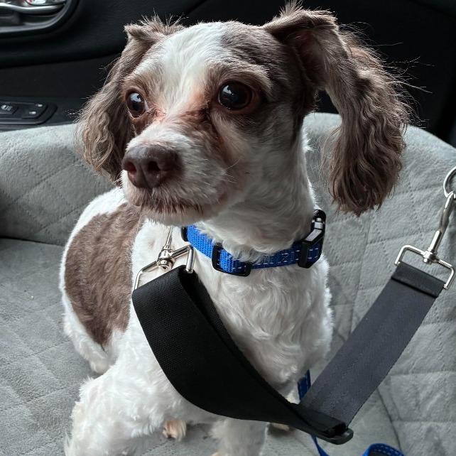Bennet, Adoptable, Senior Male Shih Tzu & Poodle.