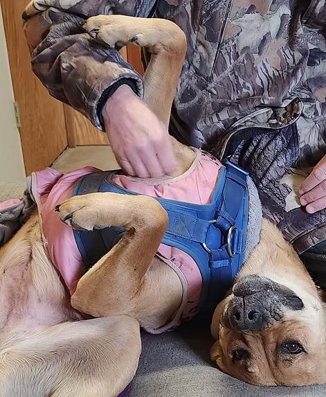 Molly, a Adopted Black Mouth Cur in Oregon, WI image 3/6