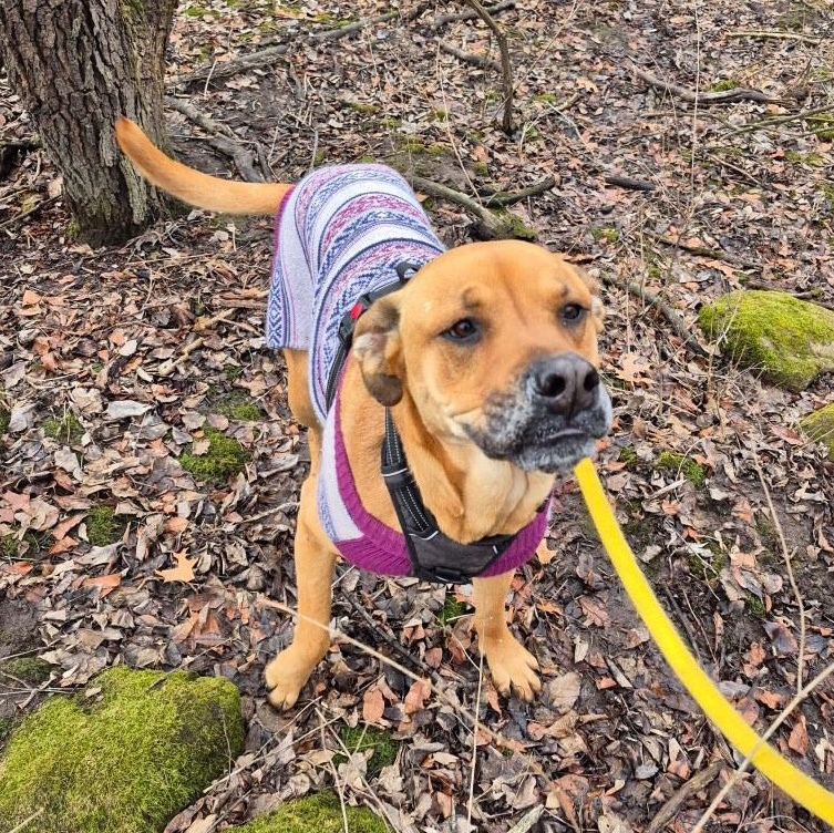 Molly, a Adopted Black Mouth Cur in Oregon, WI image 1/6