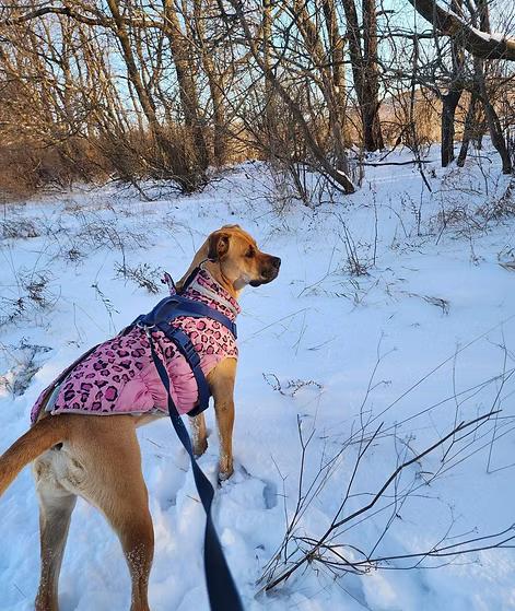 Molly, a Adopted Black Mouth Cur in Oregon, WI image 5/6