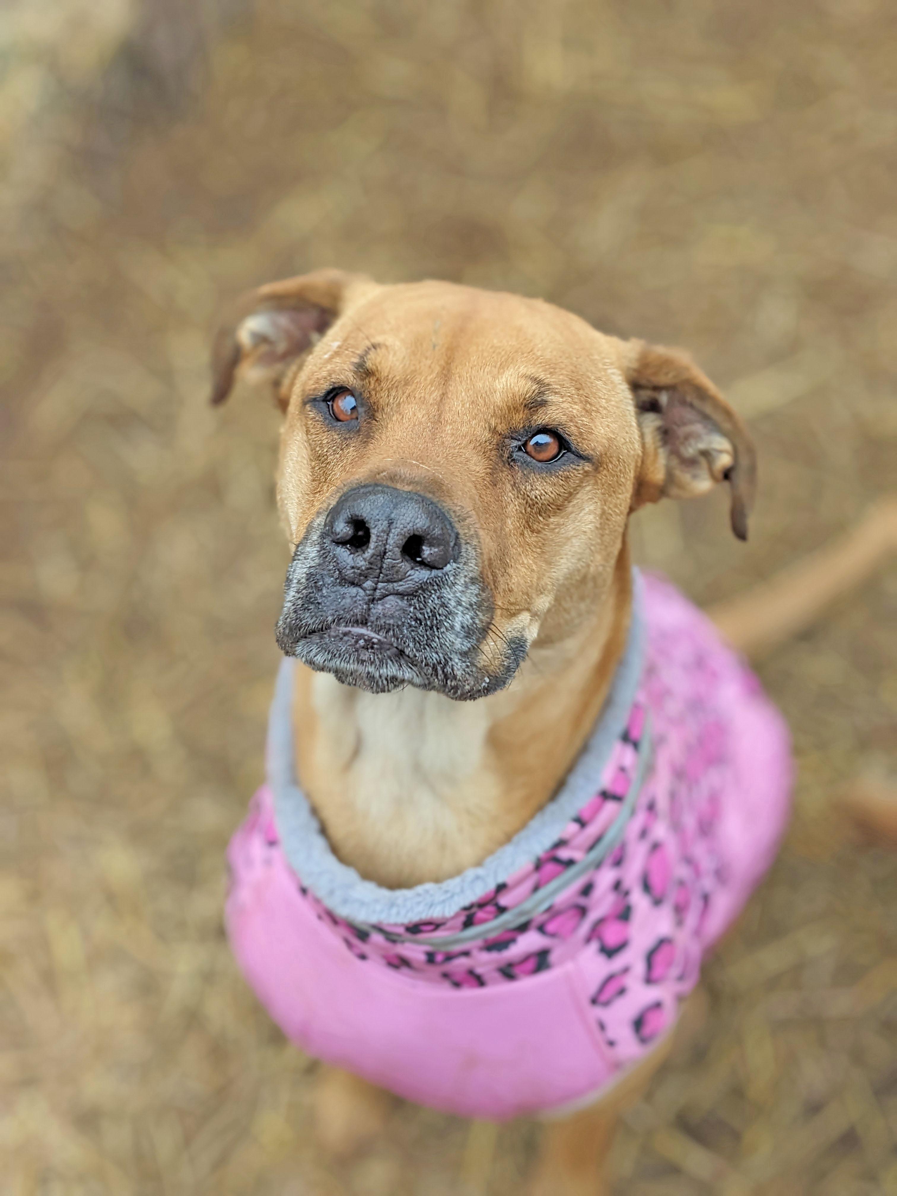 Molly, a Adopted Black Mouth Cur in Oregon, WI image 6/6