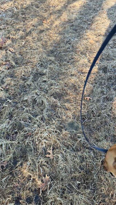 Enlarge Molly, a Adopted Black Mouth Cur in Oregon, WI video 4/6