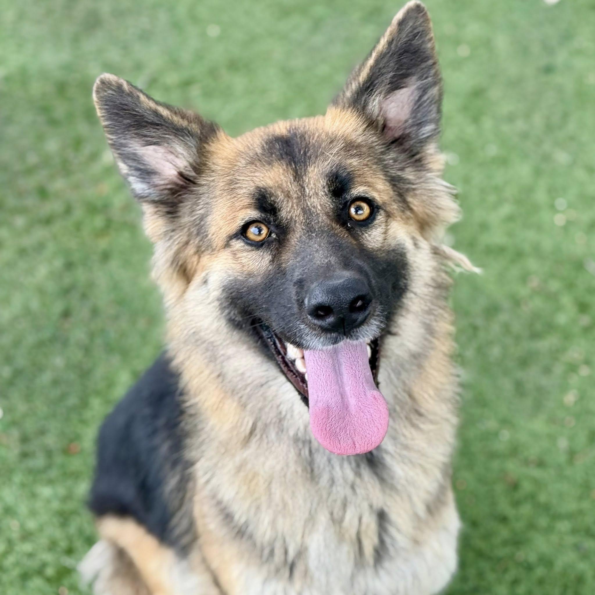 Enlarge Velma, a Adoptable mixed breed in Red Bluff, CA image 2/4